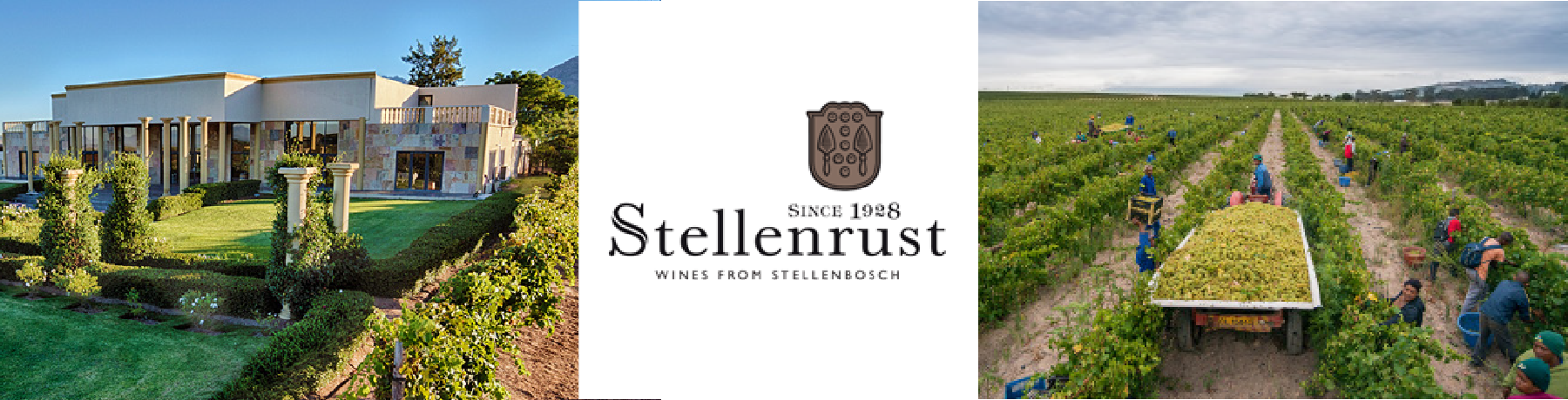 オリンピックにまつわる南アフリカのステレンラスト産ワイン