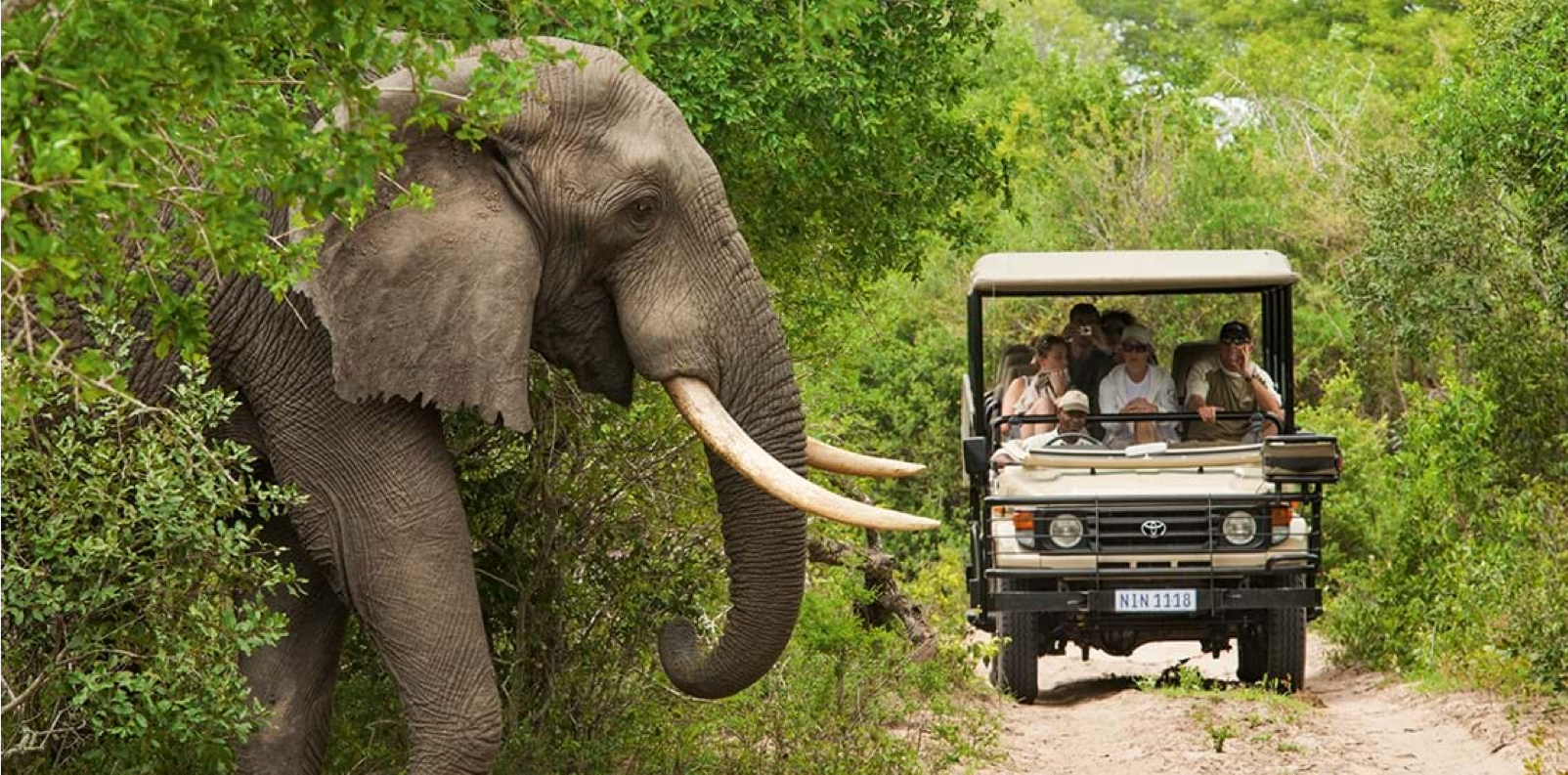 南アフリカ旅行に欠かせない クルーガー国立公園でのサファリ体験 観光スポット 南アフリカ観光局